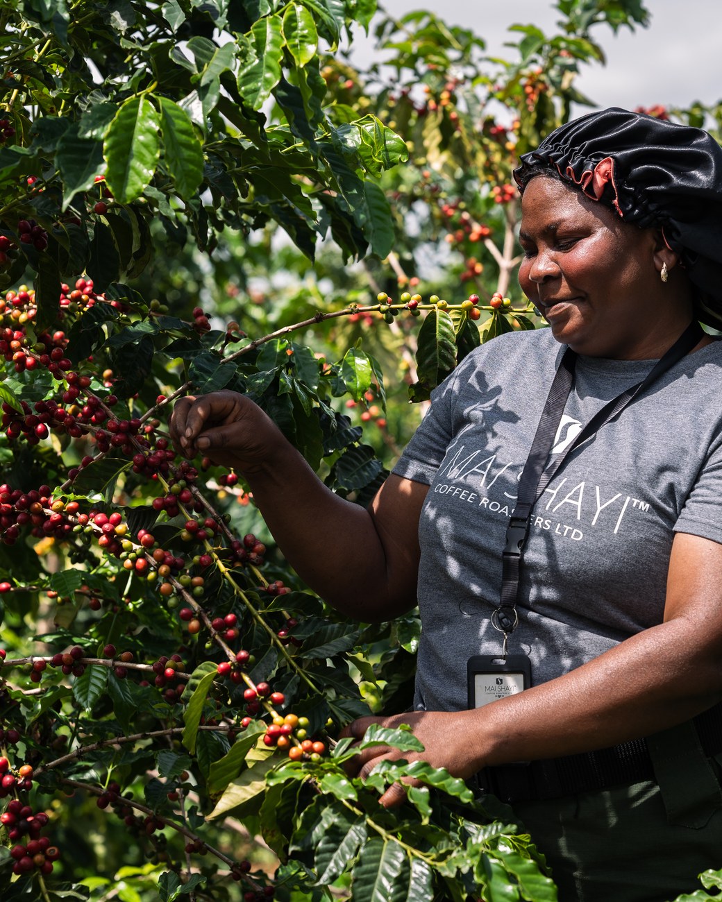 Selective hand-picking of ripe coffee cherry